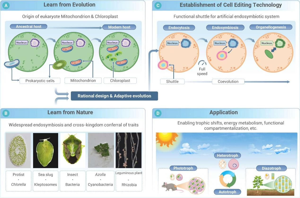 从基因编辑到细胞编辑：球盟会(中国)提出合成生物学新策略
